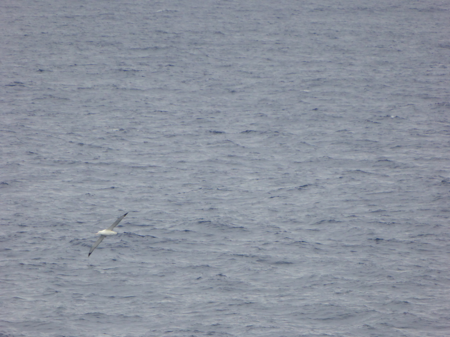 The wandering albatross has an average wingspan of over 10 feet, the largest of any bird!