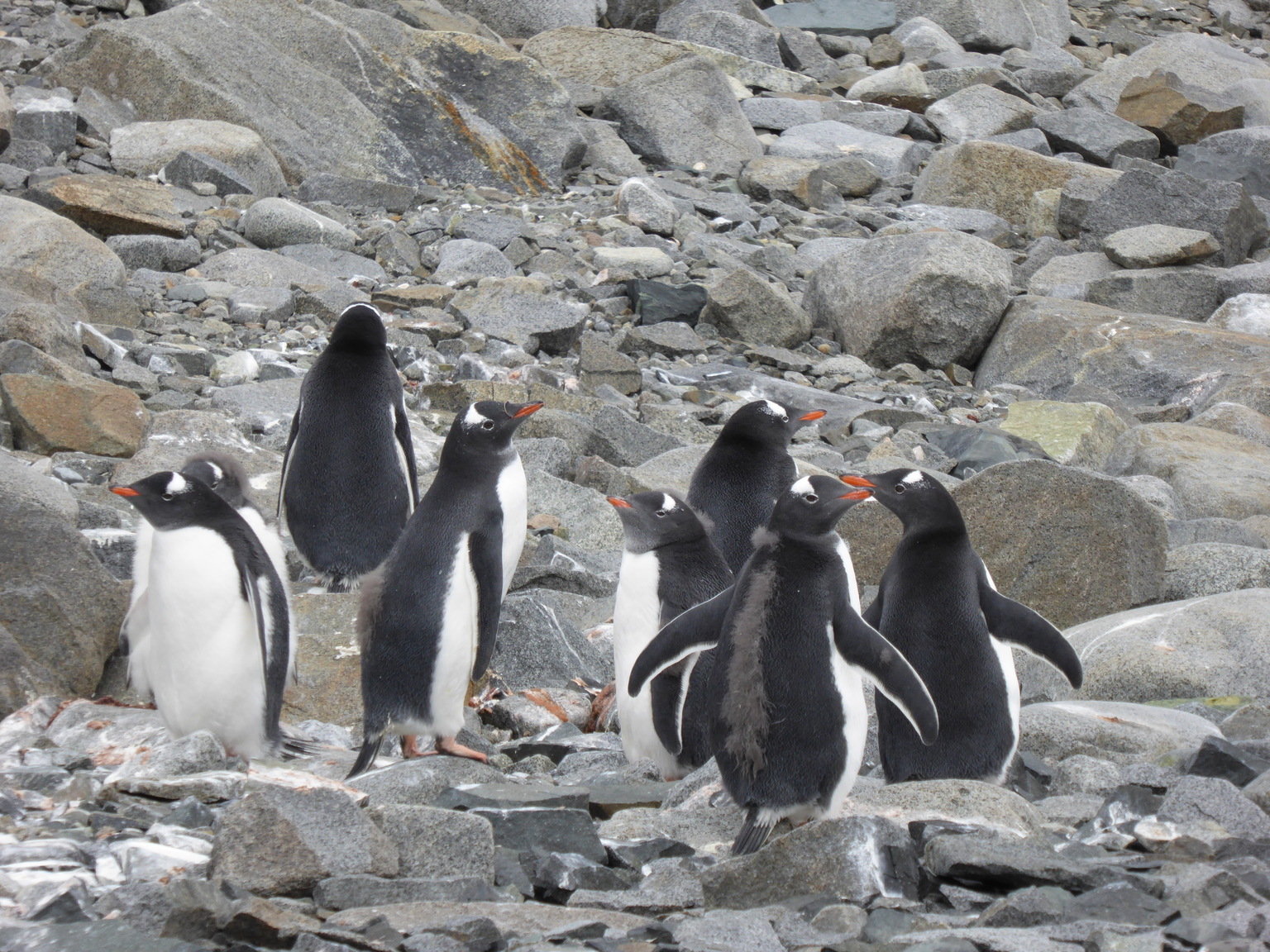 Gentoo penguins. By far the most common species we saw.