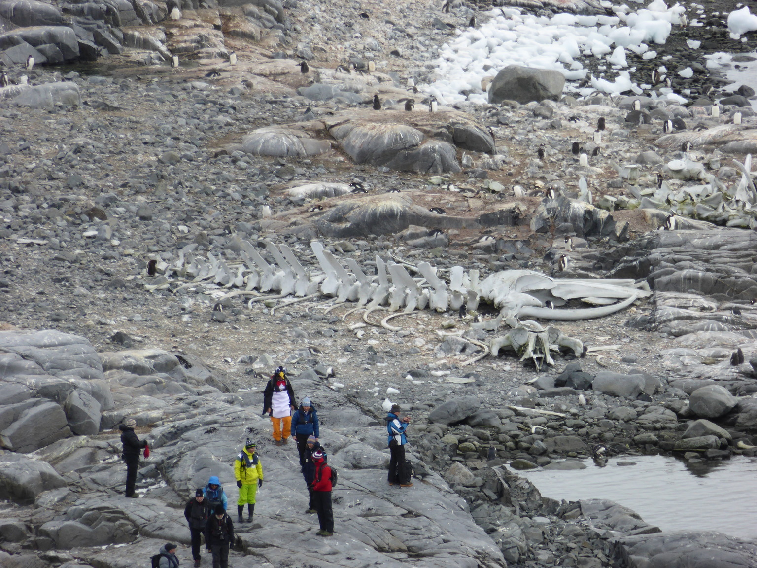 Whale skeleton!