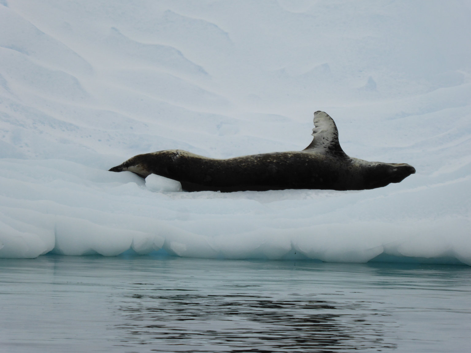Leopard seal having a stretch.