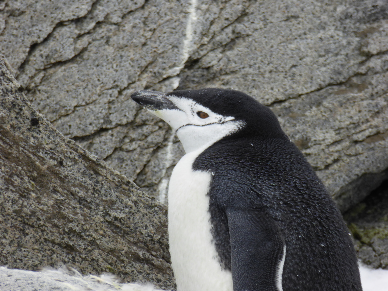 The aptly-named chinstrap penguin.