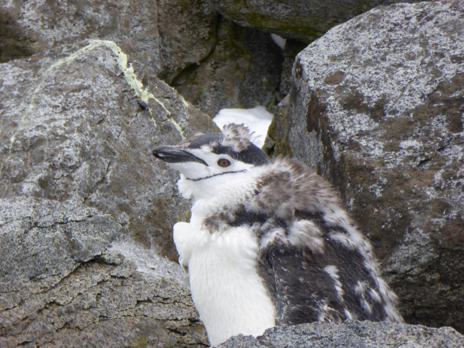 This is an adolescent that's molting the last of the down they are born with.