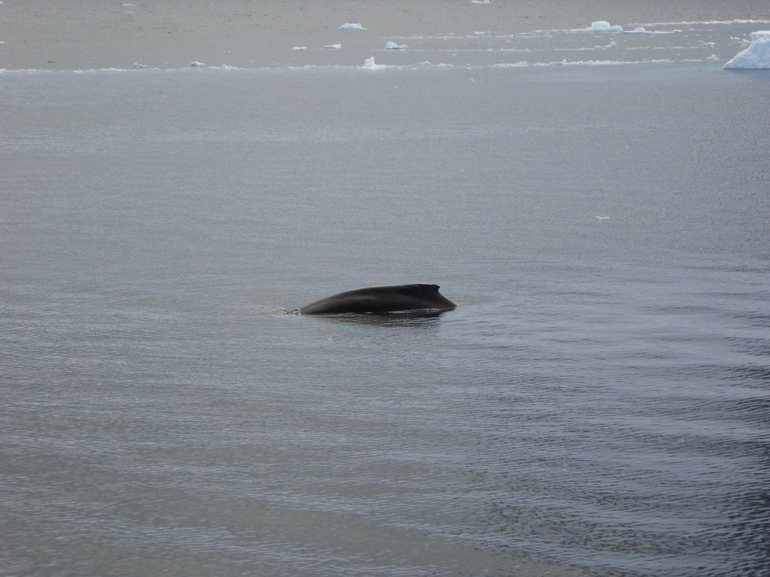 Humpback whale! Sadly I didn't get a good photo of it's tail when it dove.
