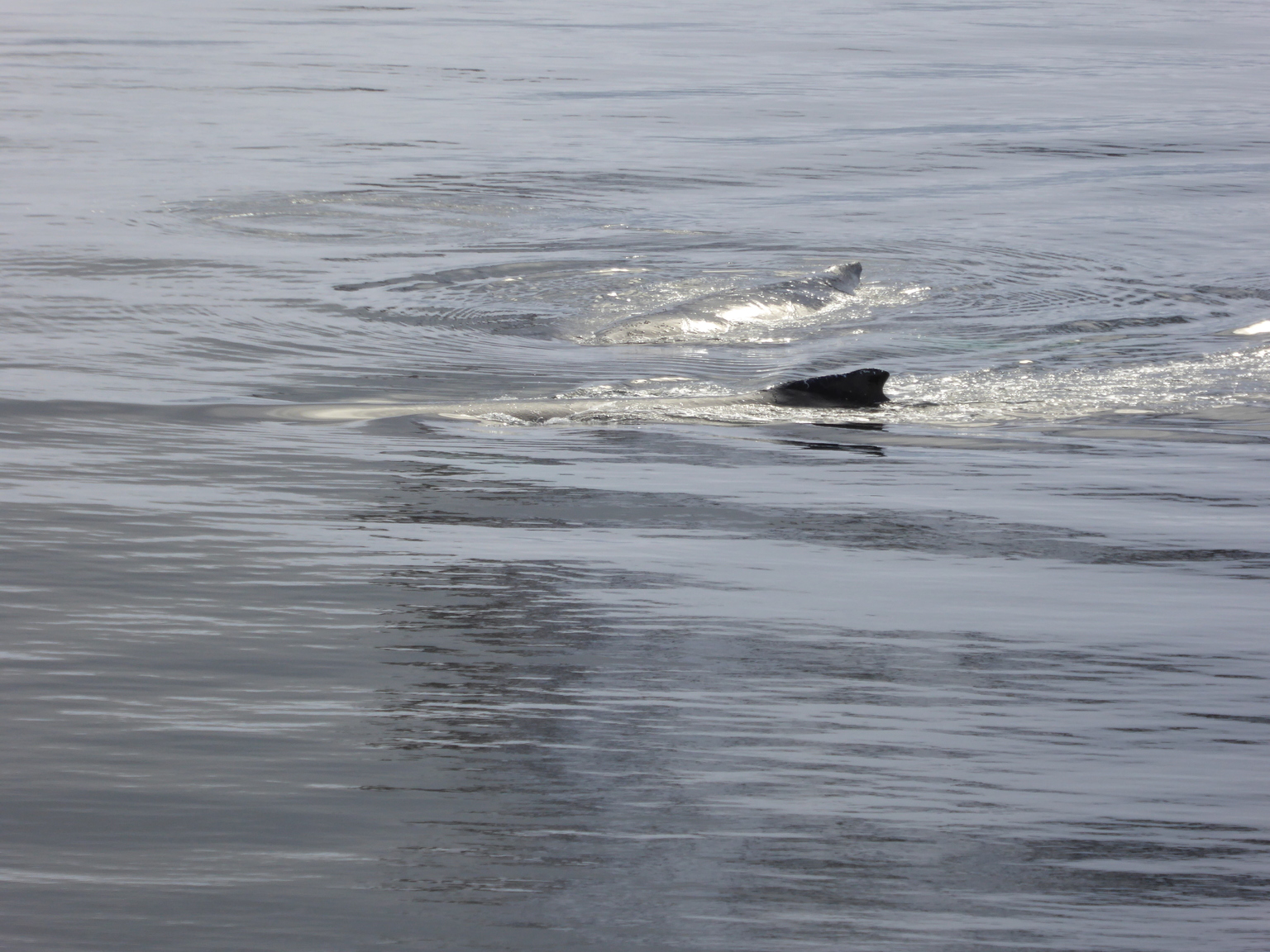 More humpback whales.