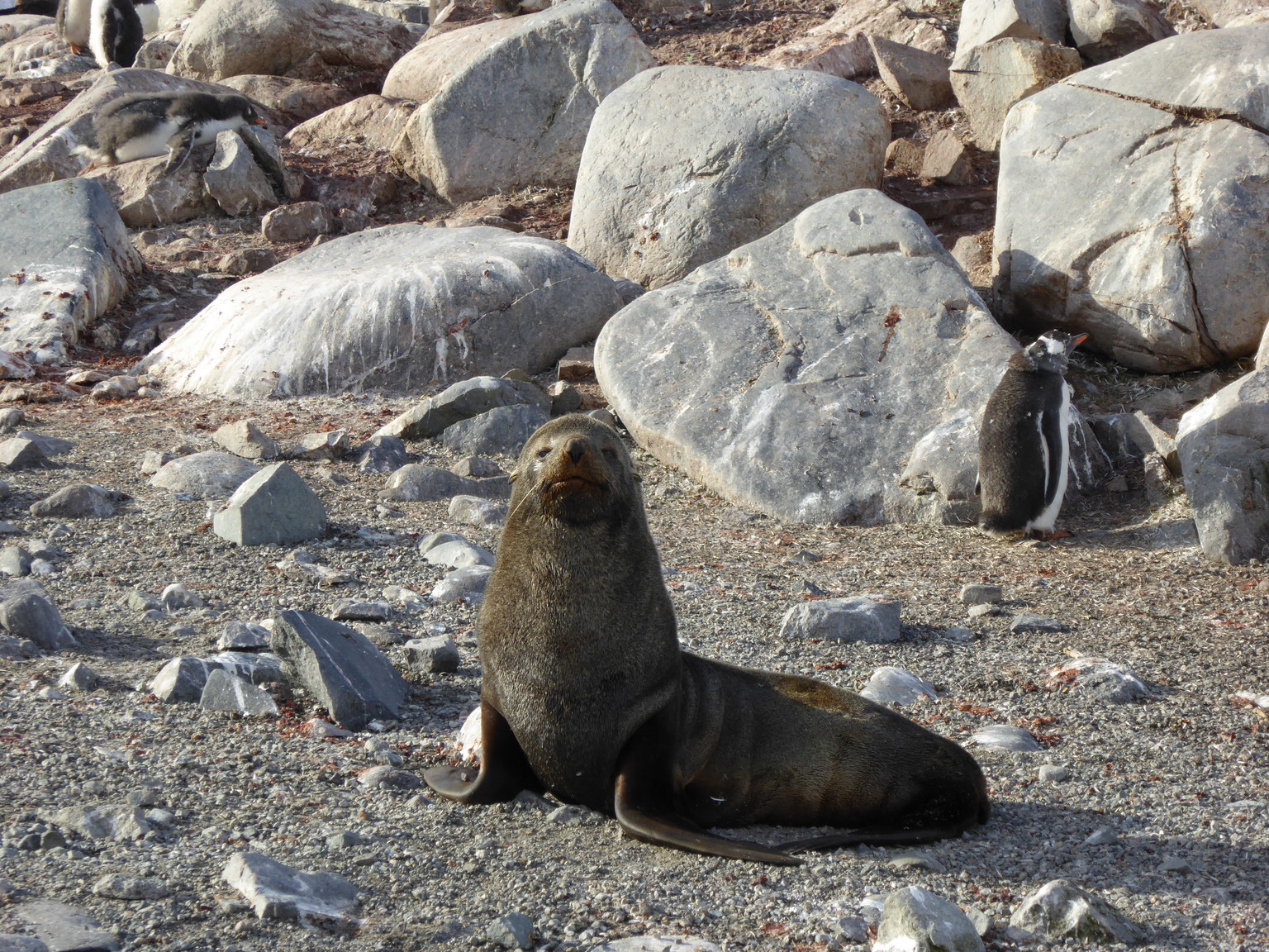 A young male fur seal.