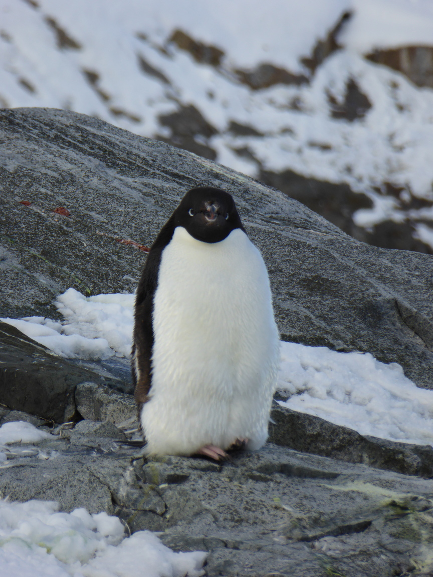 An adélie penguin.
