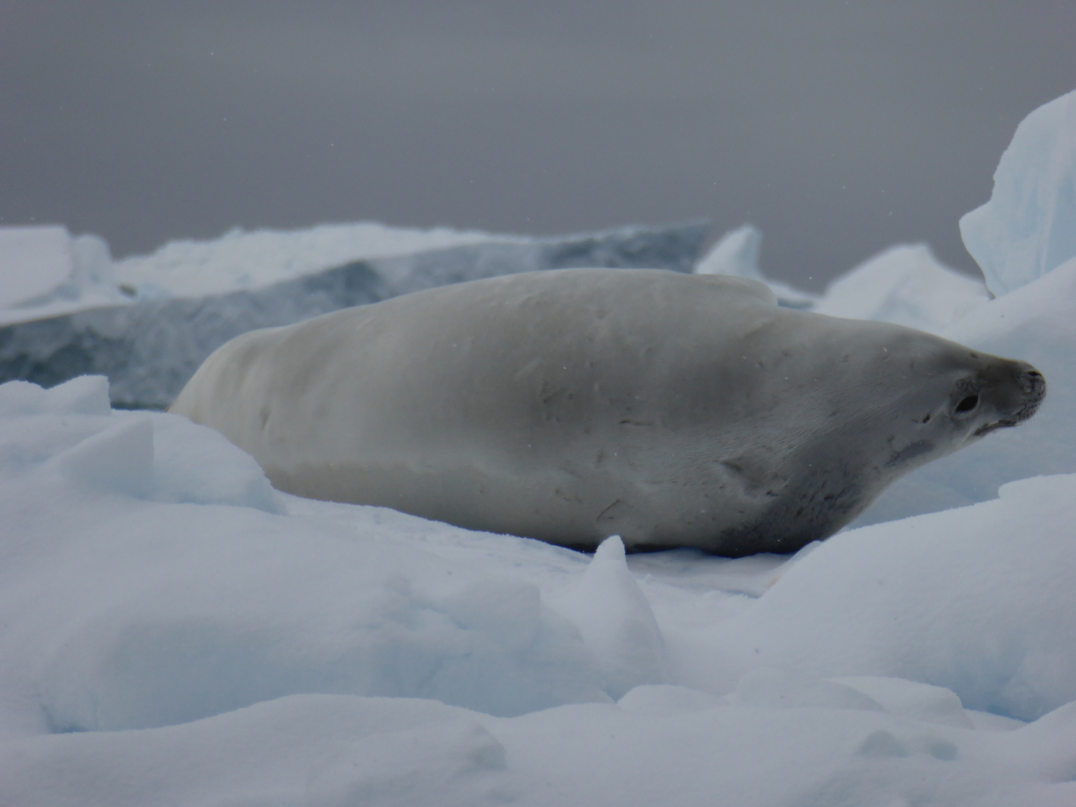 A crabeater seal.