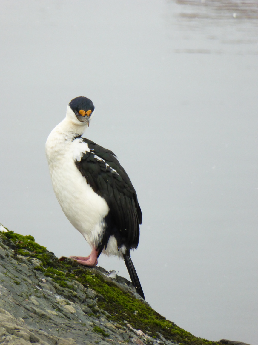 An imperial shag, which is a type of cormoran. It flies over the water and dives in after fish it sees.