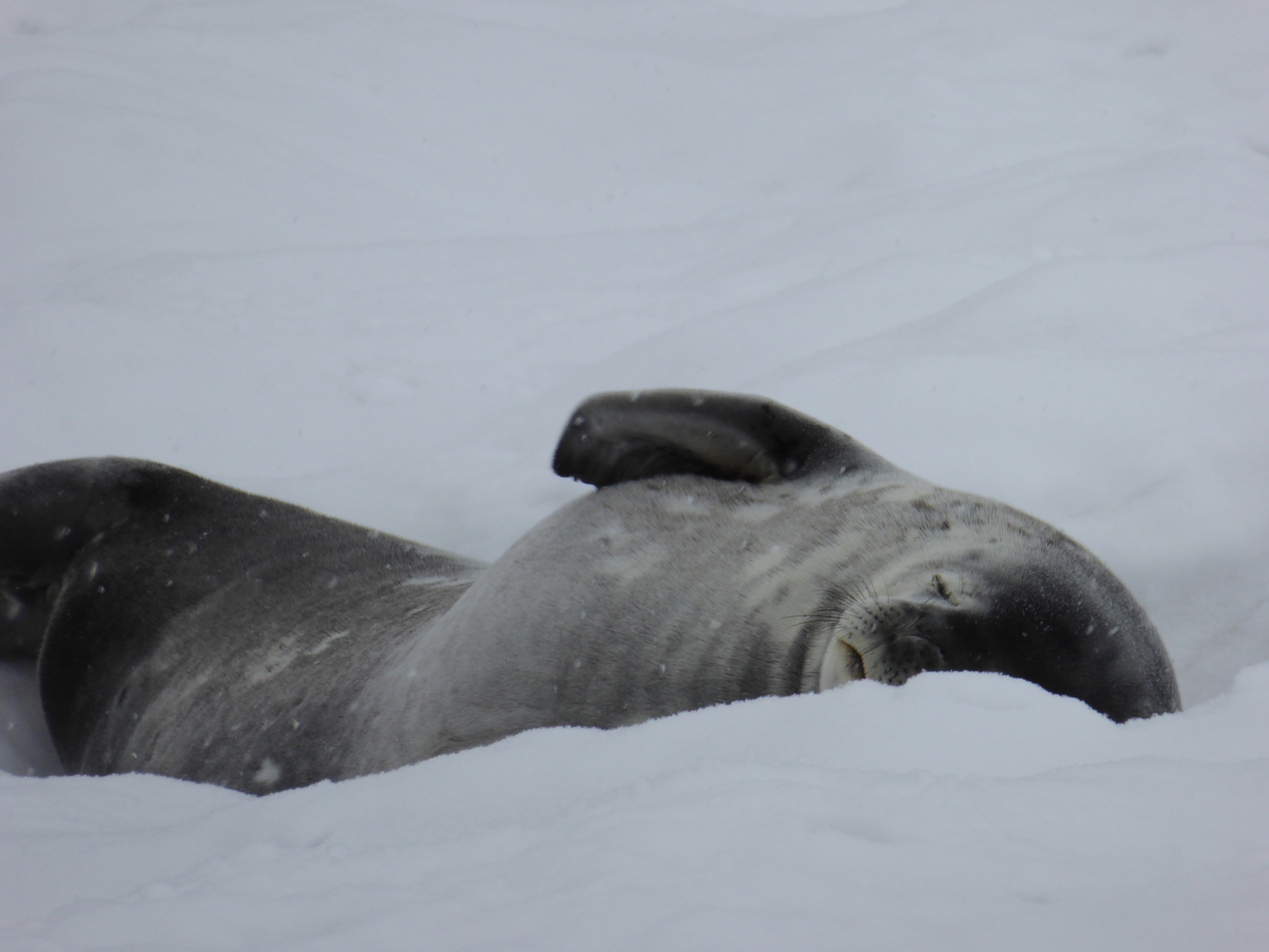 A weddell seal sleeping.