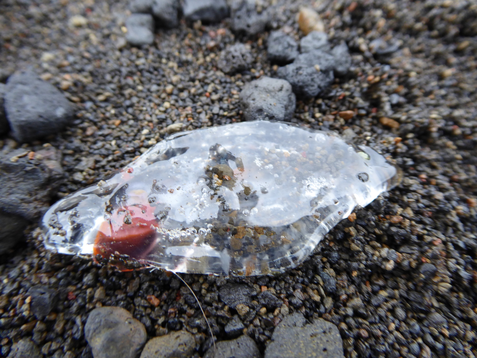 This is a salp, which is a little like a jellyfish.