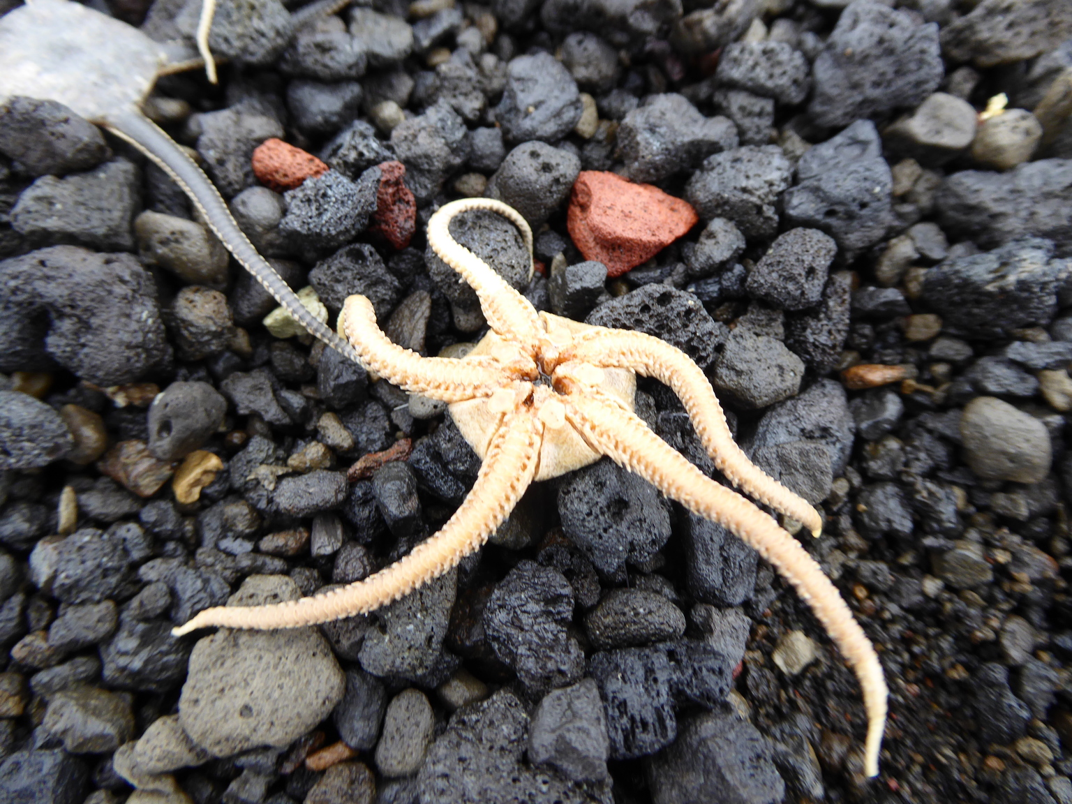 A brittlestar.
