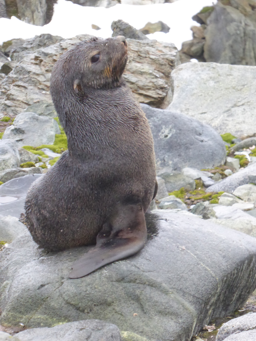 Fur seal giving me the side-eye.