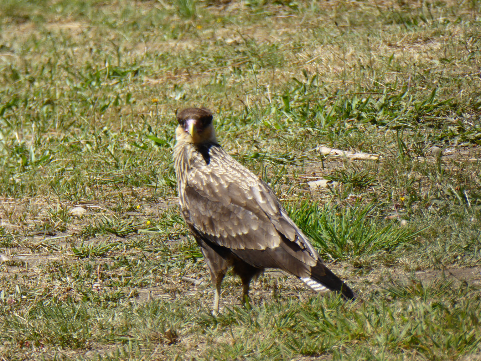 Southern crested caracara.