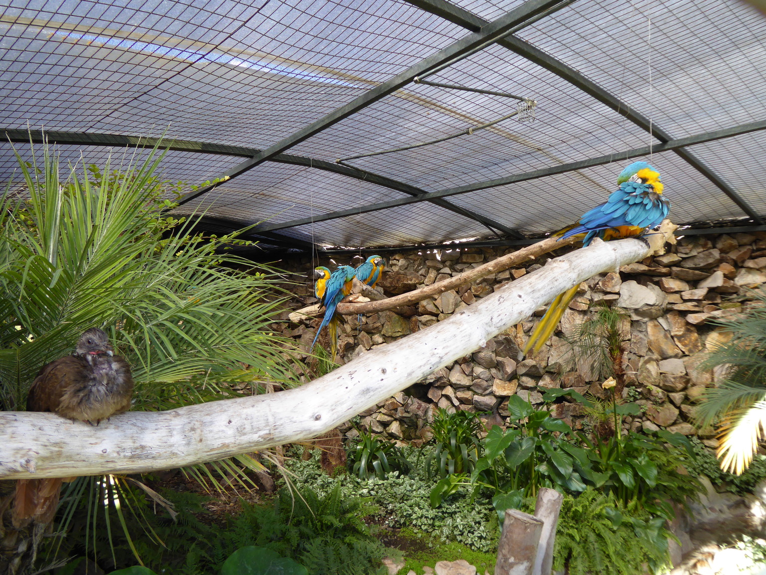 I just stumbled onto this collection of rescued birds from around South America! We were on the way to visit Pumapungo, an archeological site in Cuenca.