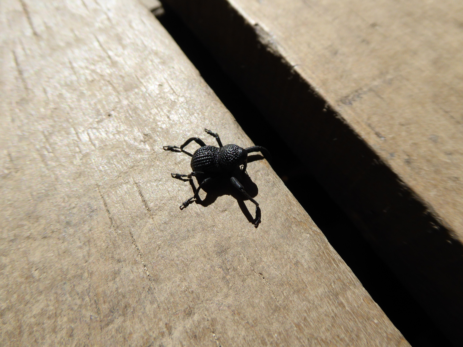 Some sort of beetle.