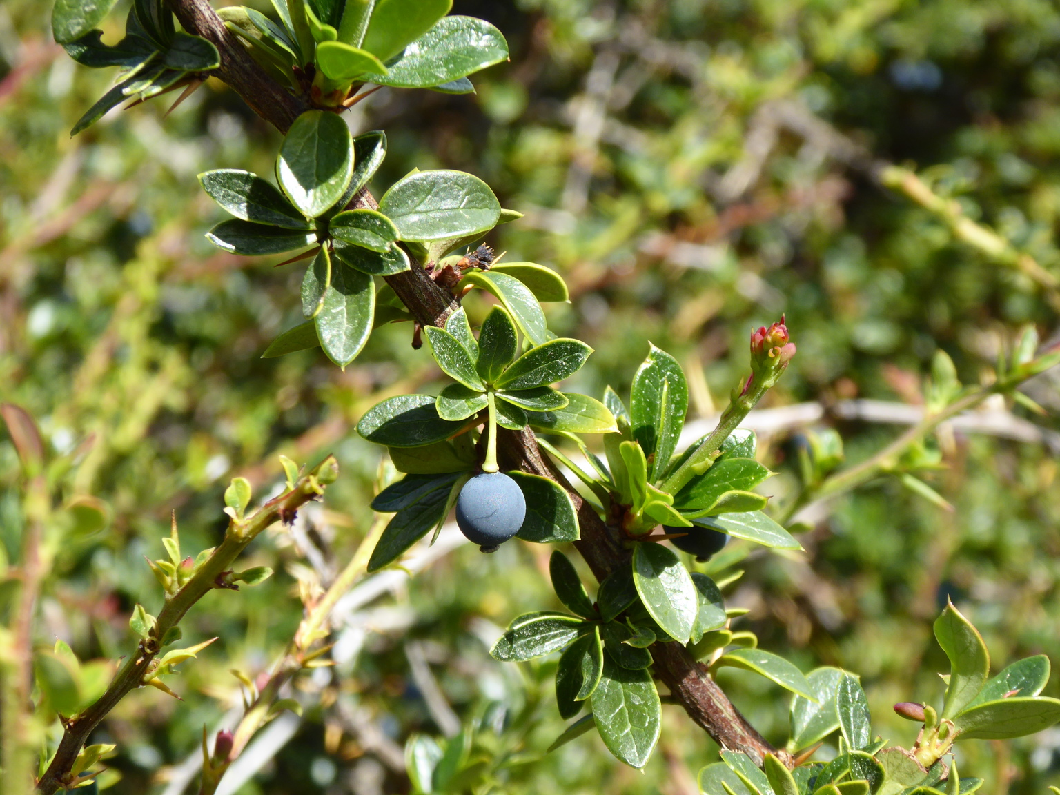Calafate berry, from which the town takes it's name. Reminds me of a serviceberry, not that sweet and full of bitter seeds.