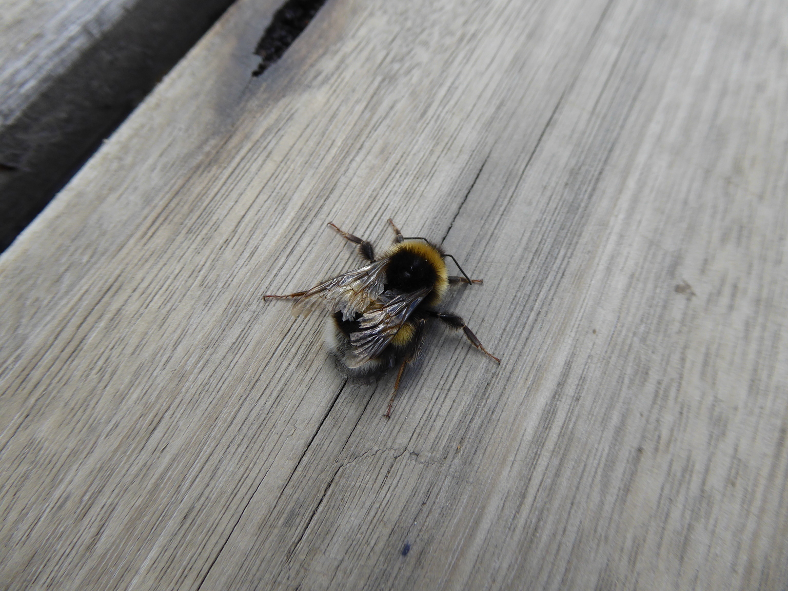 Bumble bee! I think his wings were damaged, he probably didn't live long.