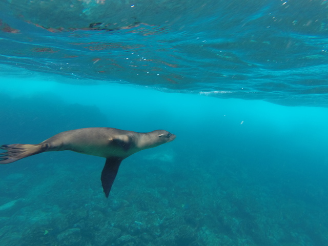 Galapagos Underwater