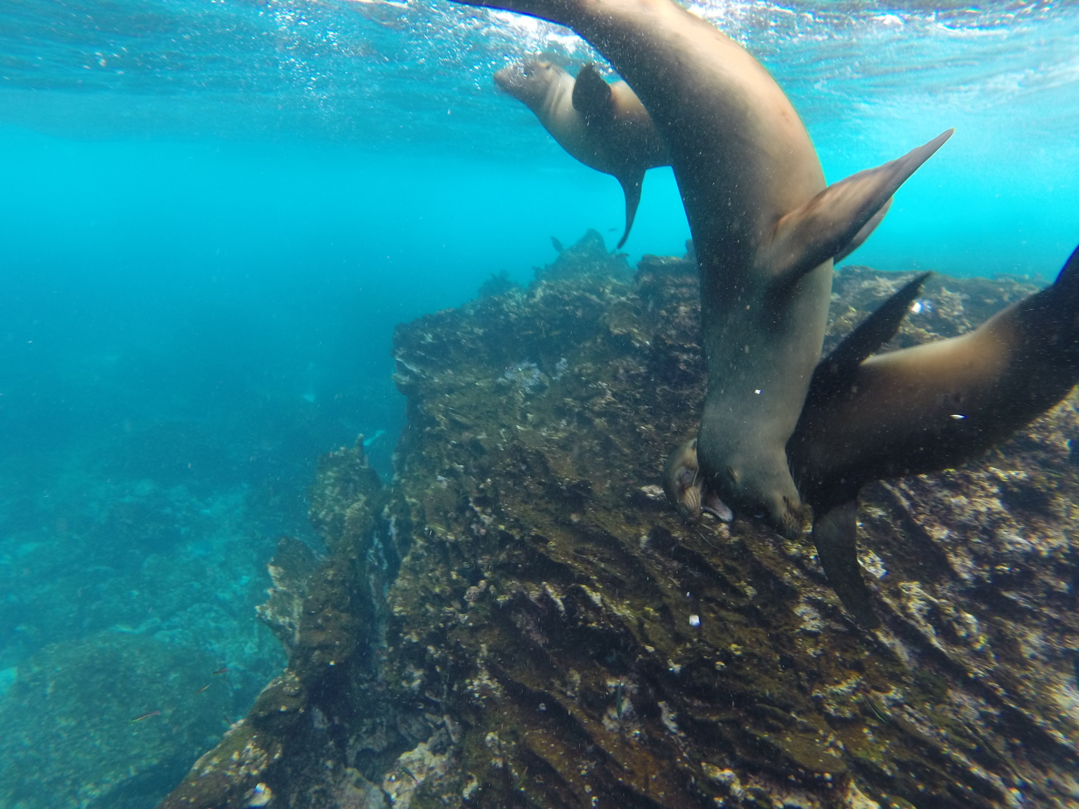 These three swam around me for several minutes, they are so playful!