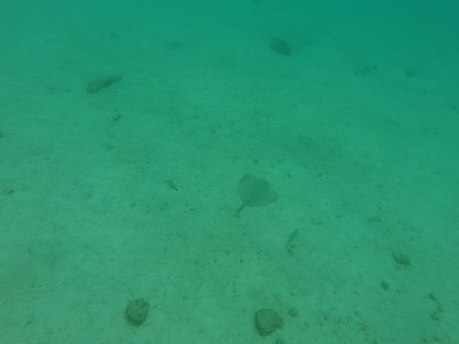 Not a great picture, but that's a stingray in the middle.