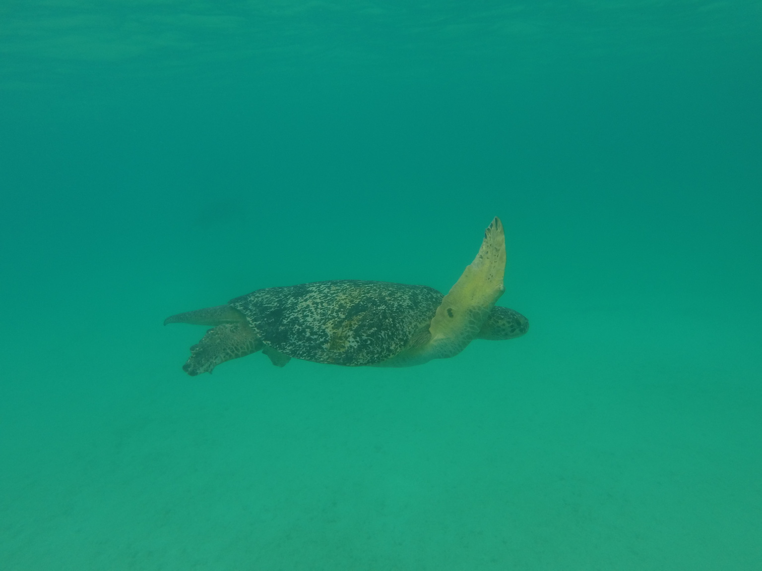 One of 3 or 4 Galapagos green sea turtle I swam with!