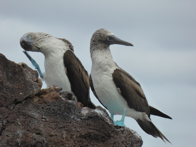 Galapagos