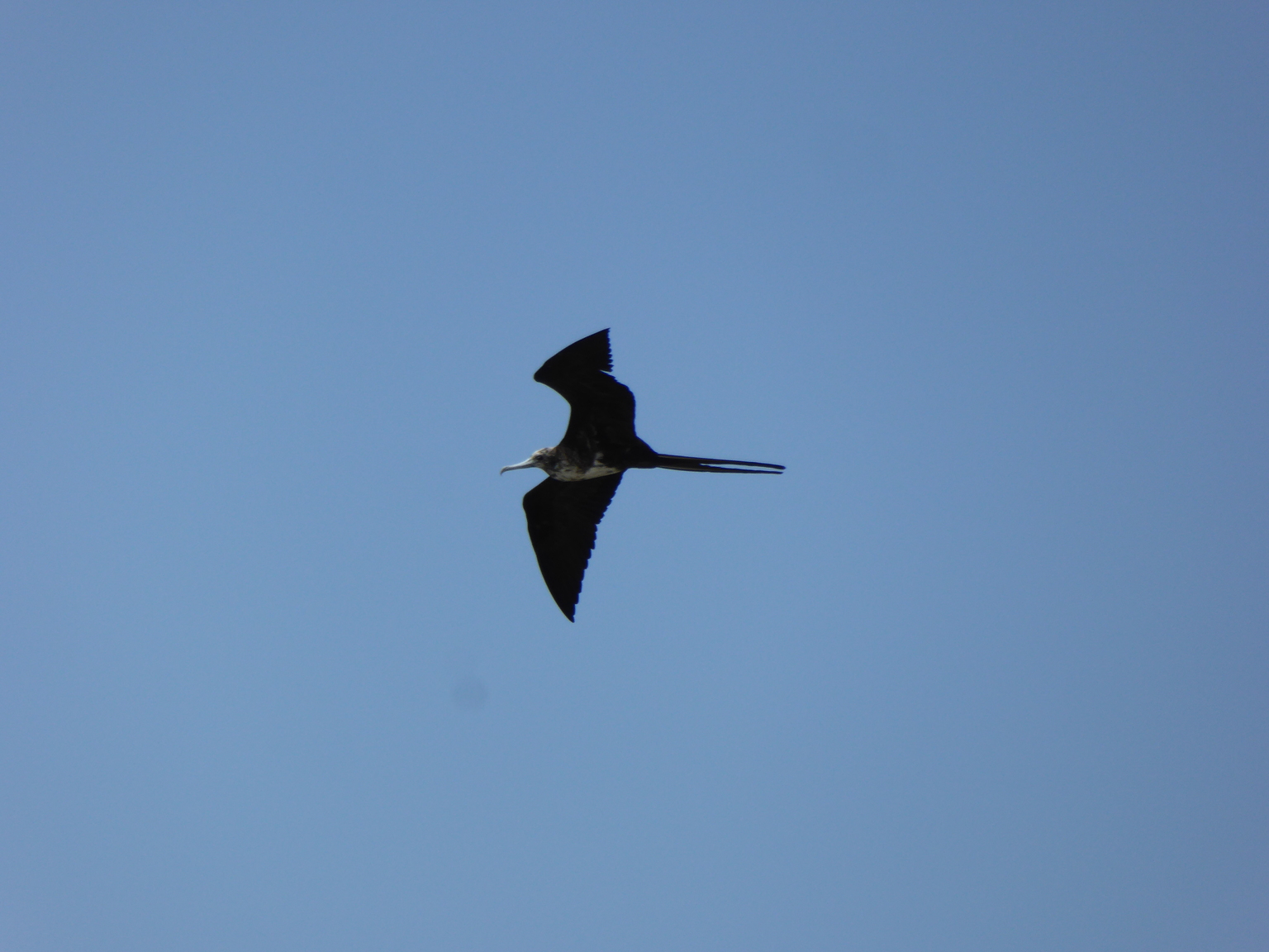 Frigate bird. These birds don't have enough oil to protect their flight feathers from the water, so they steal fish from other birds.