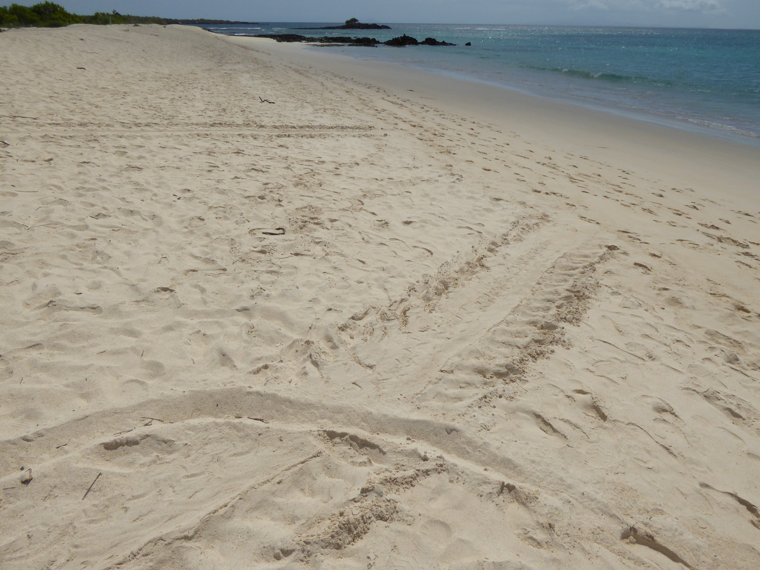 Sea turtle tracks, they come up to the beach to lay eggs.