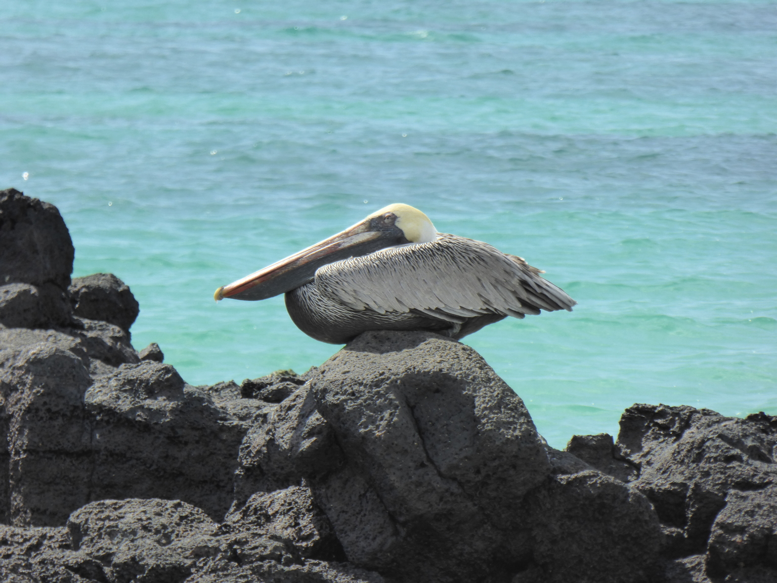 Brown Pelican.