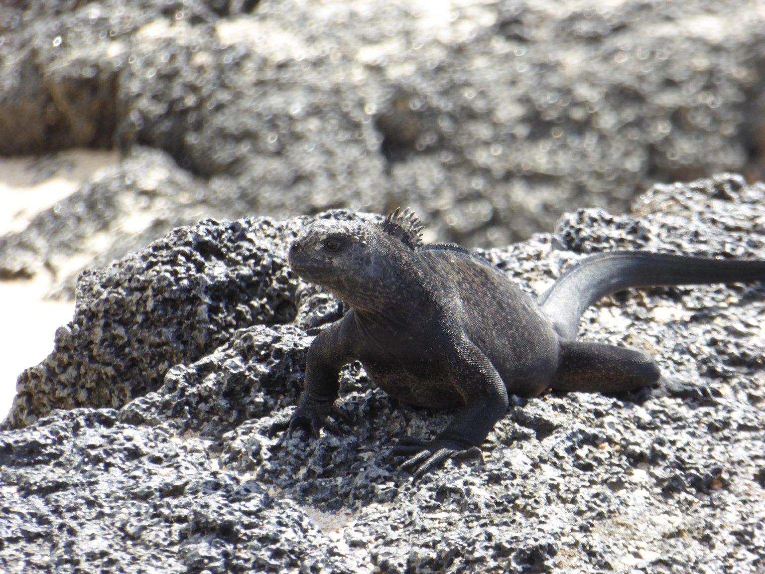 Marine Iguana.