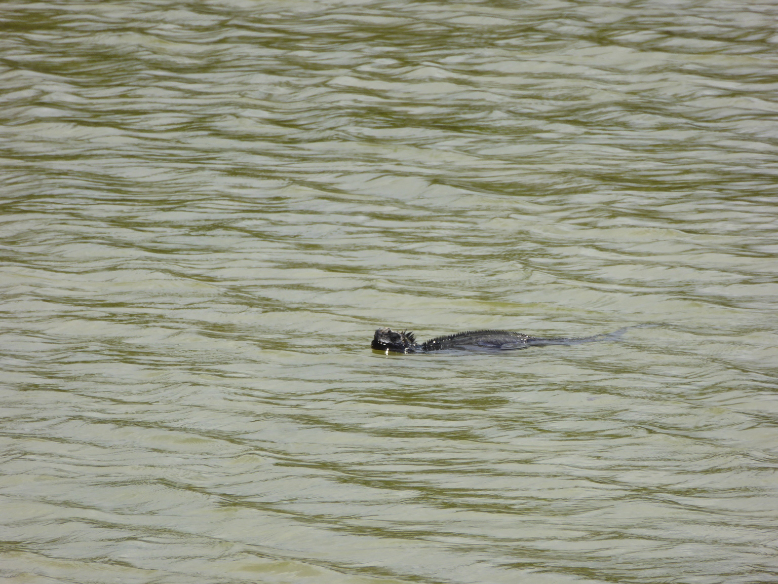 Marine Iguana swimming in a brackish lagoon.