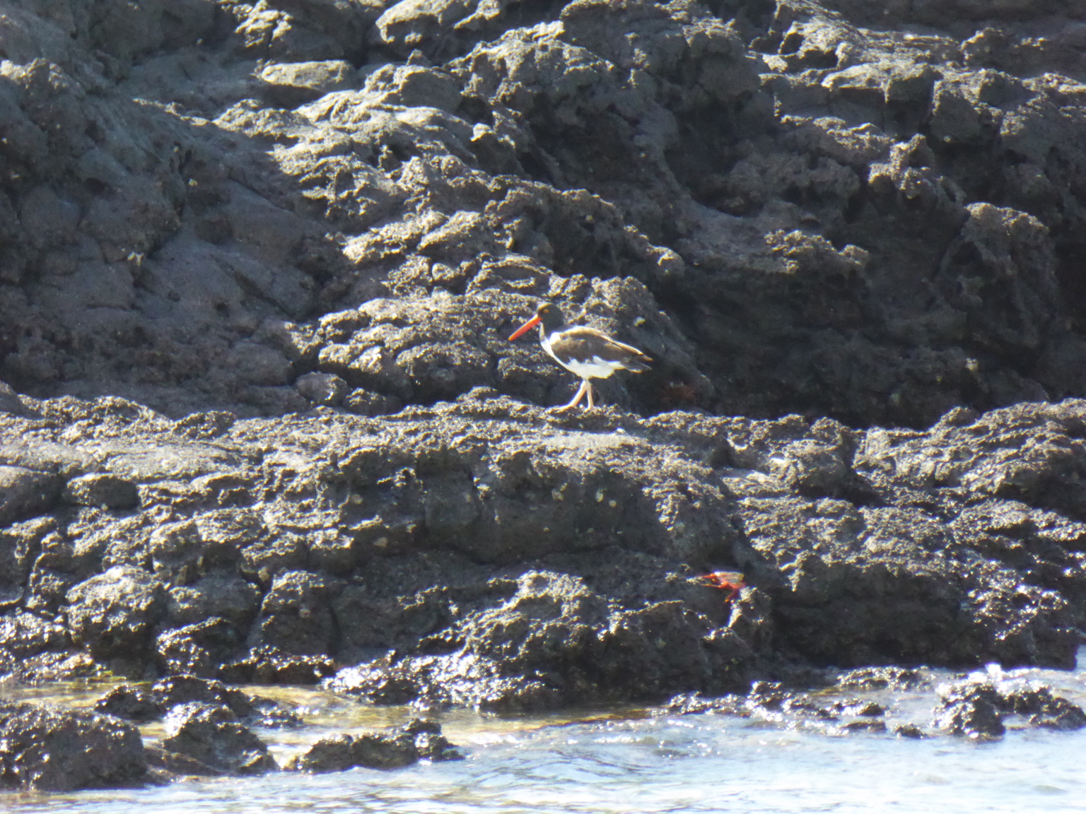 Oystercatcher.