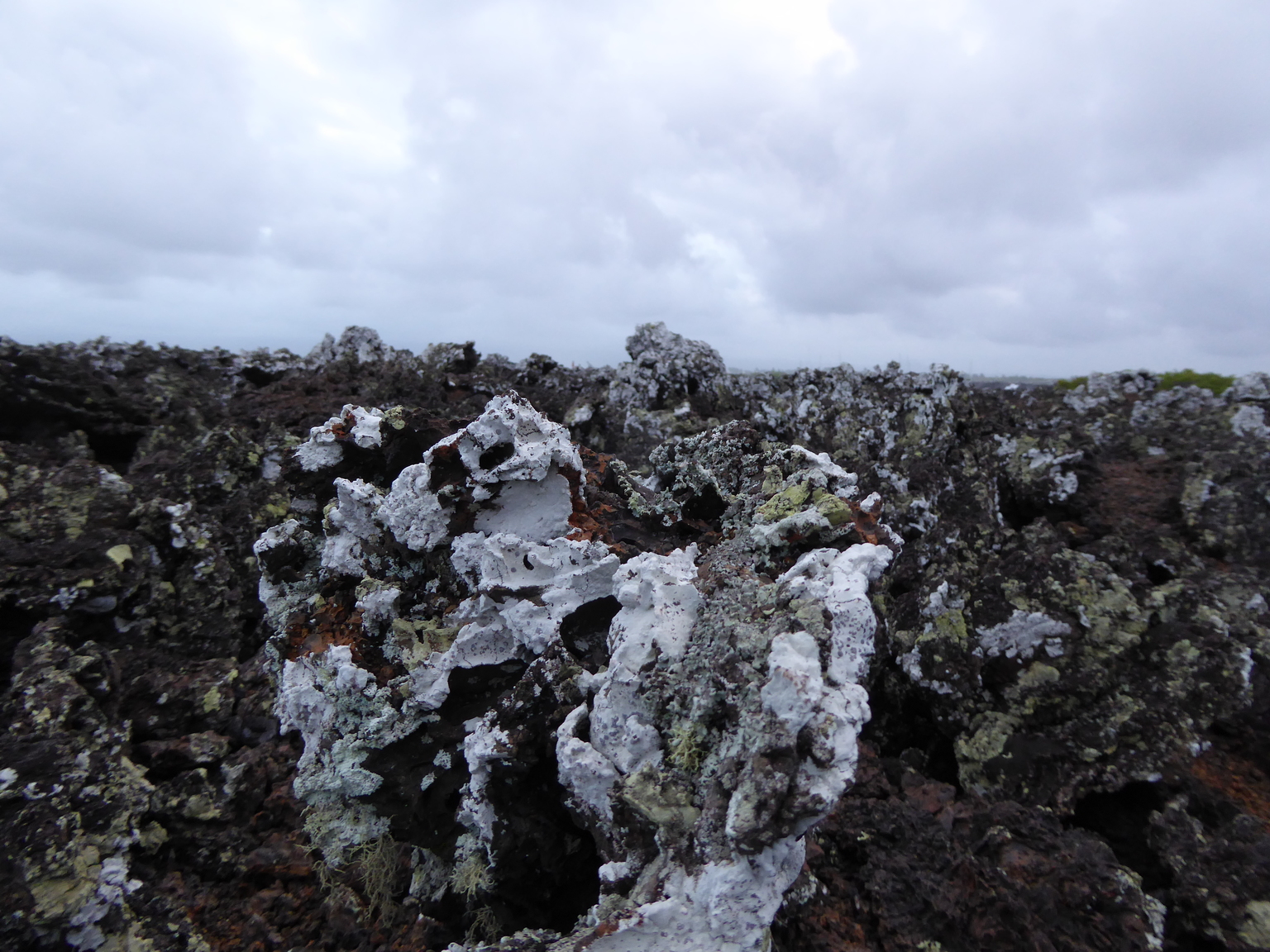 Volcanic rock covered in different species of lichen.