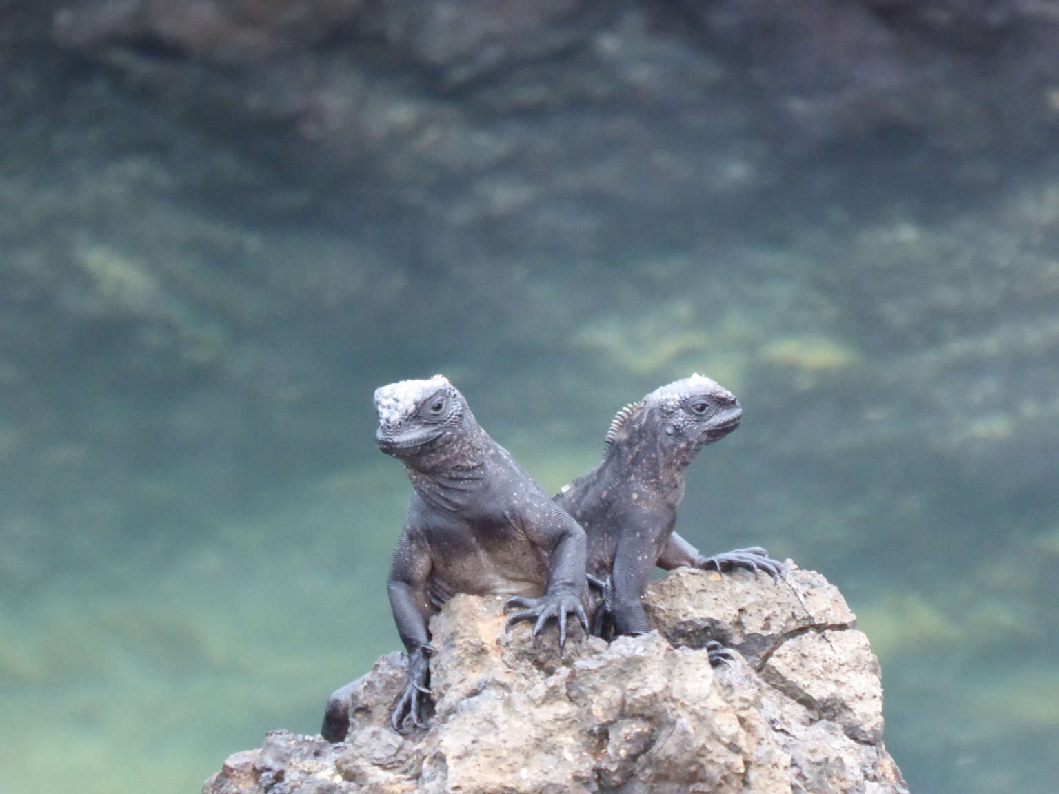 Juvenile marine iguanas.