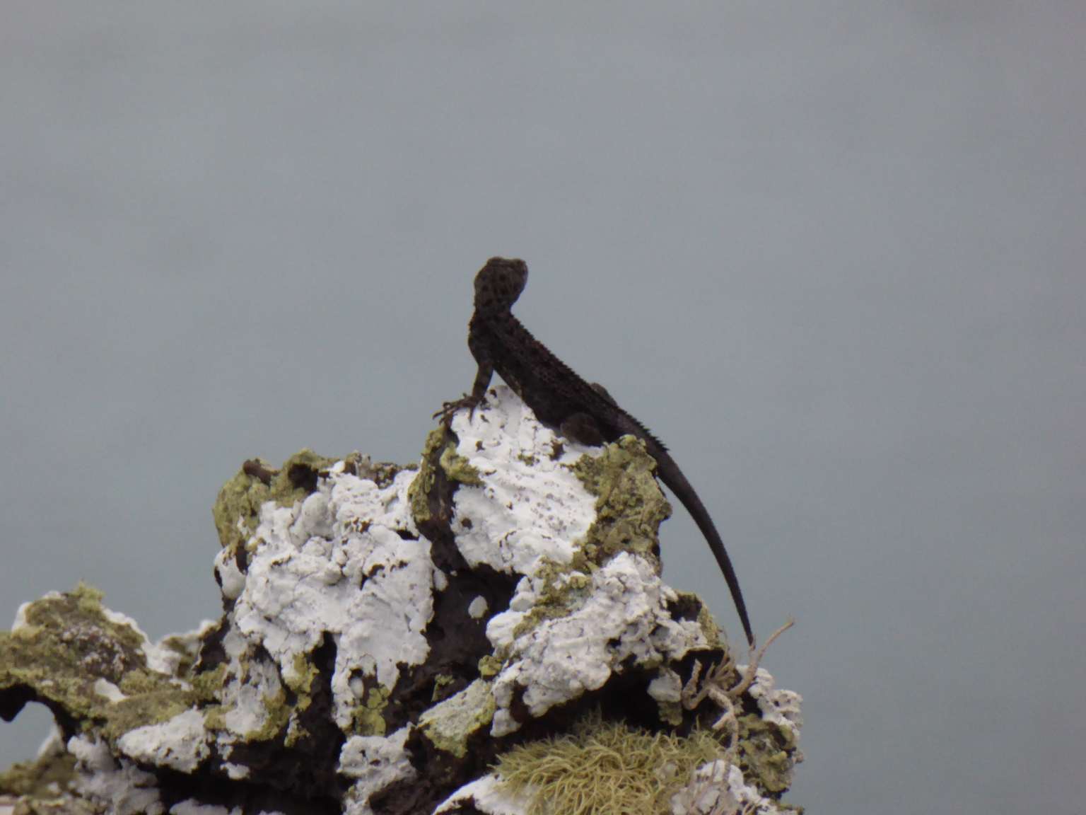 Lava Lizard perched on volcanic rock.