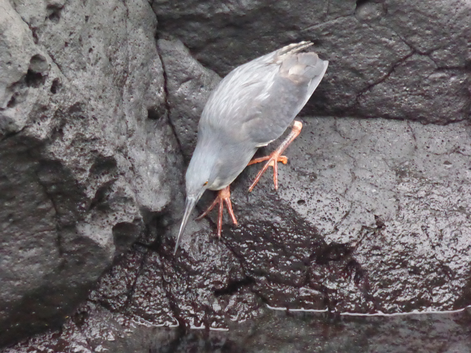 Lava Heron.