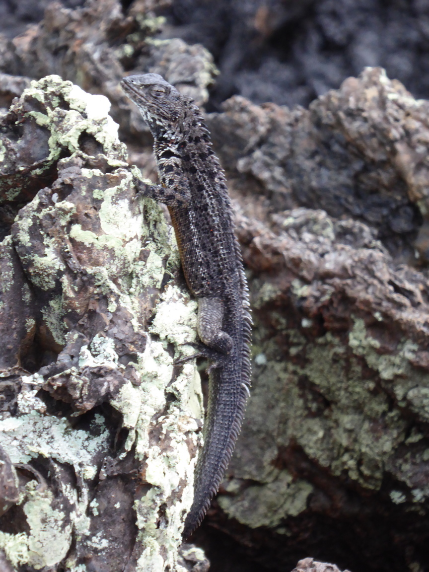 Another lava lizard.