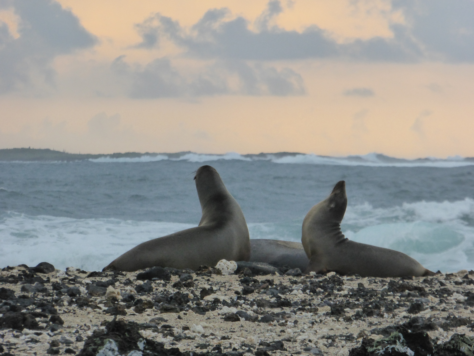 Sea Lions!