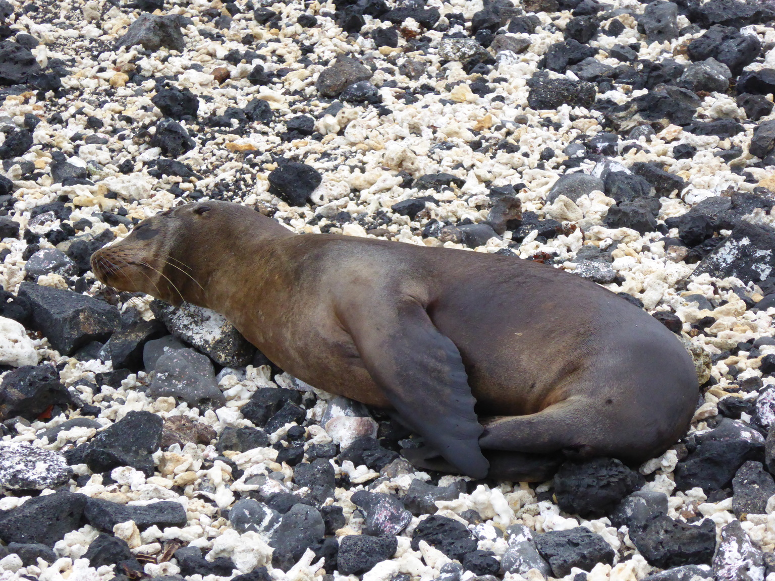 Baby sea lion napping.