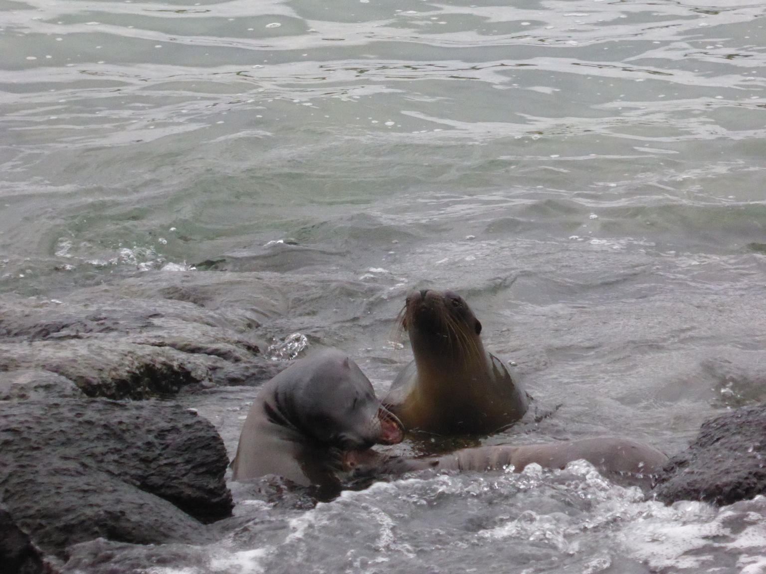 Juvenile sea lions playing in the shallow water.