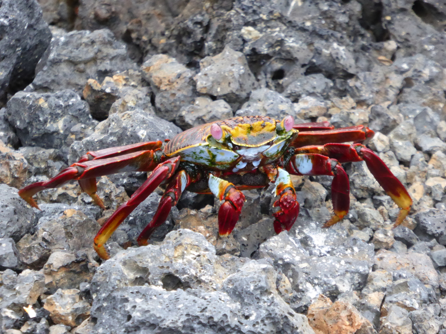 Sally Lightfoot crab, so called because it walks on it's tiptoes. They are black when young, their bright colors only show up as they reach sexual maturity.