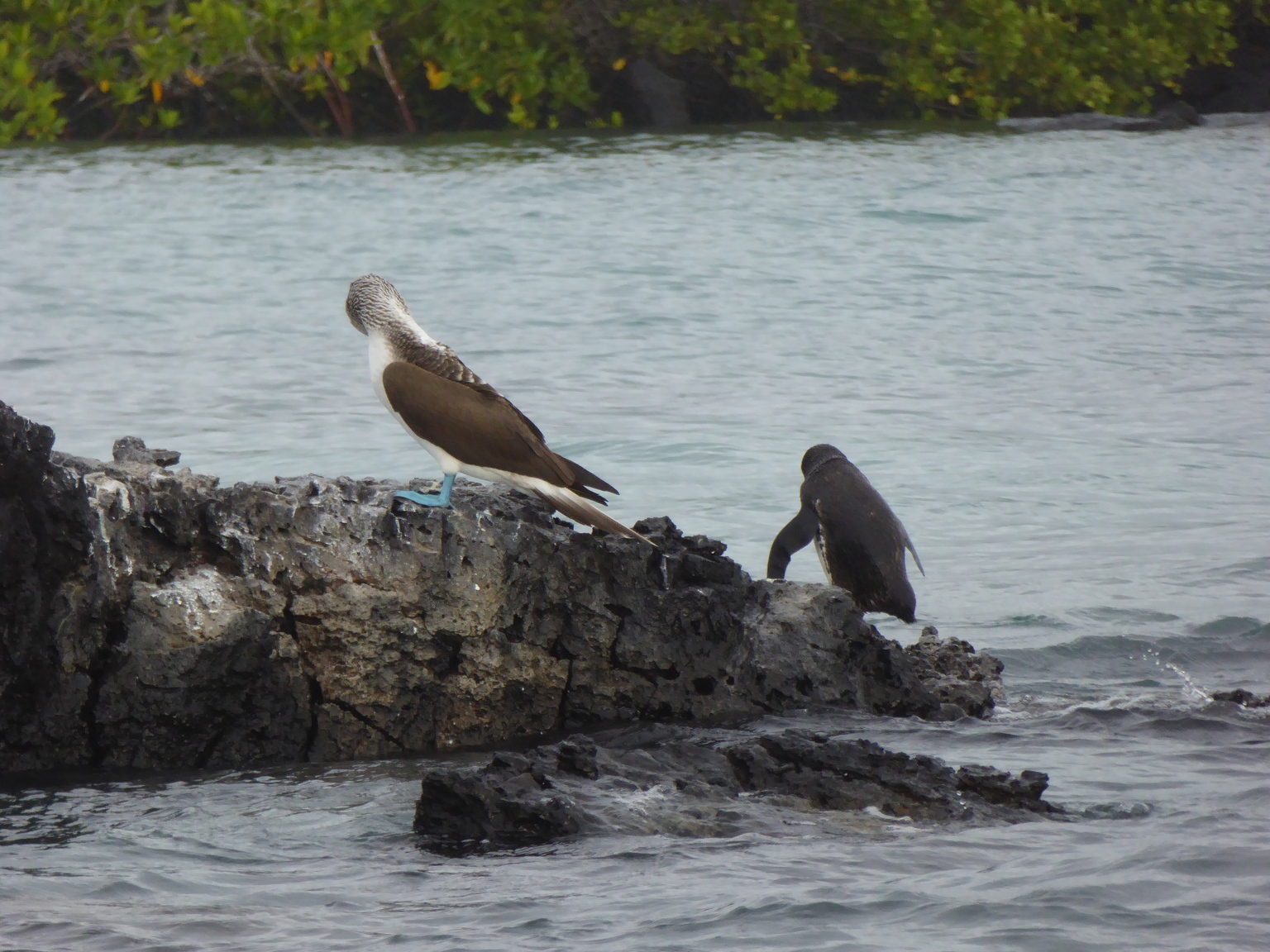 Blue-footed Booby and a Galapagos Penguin.