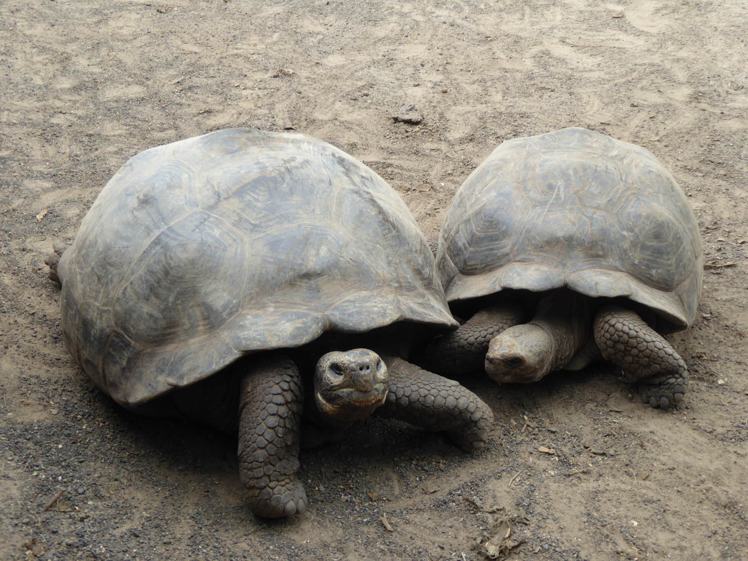 Galapagos Giant Tortoises.