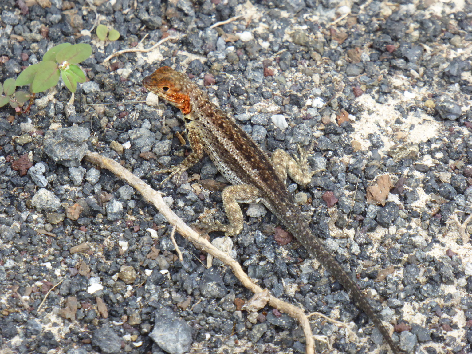 Female laval lizard.