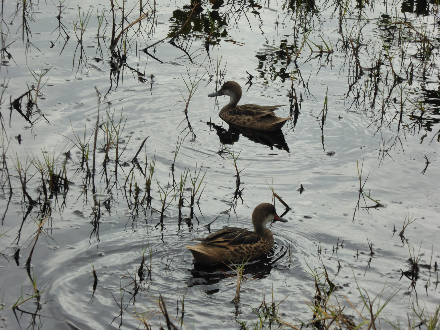 White-cheeked pintail ducks.