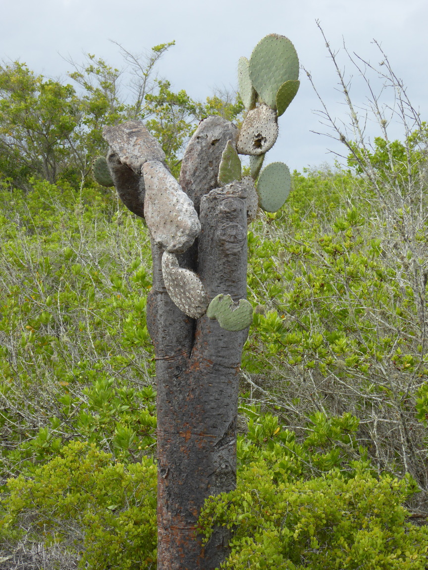Prickly Pear cactus. I had no idea they grew tall like this!