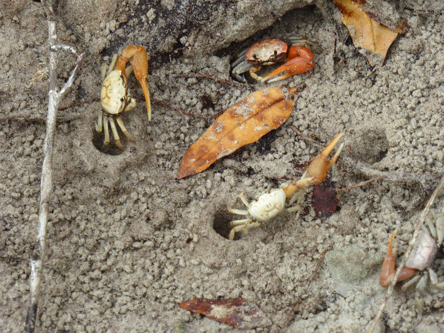Fiddler crabs.