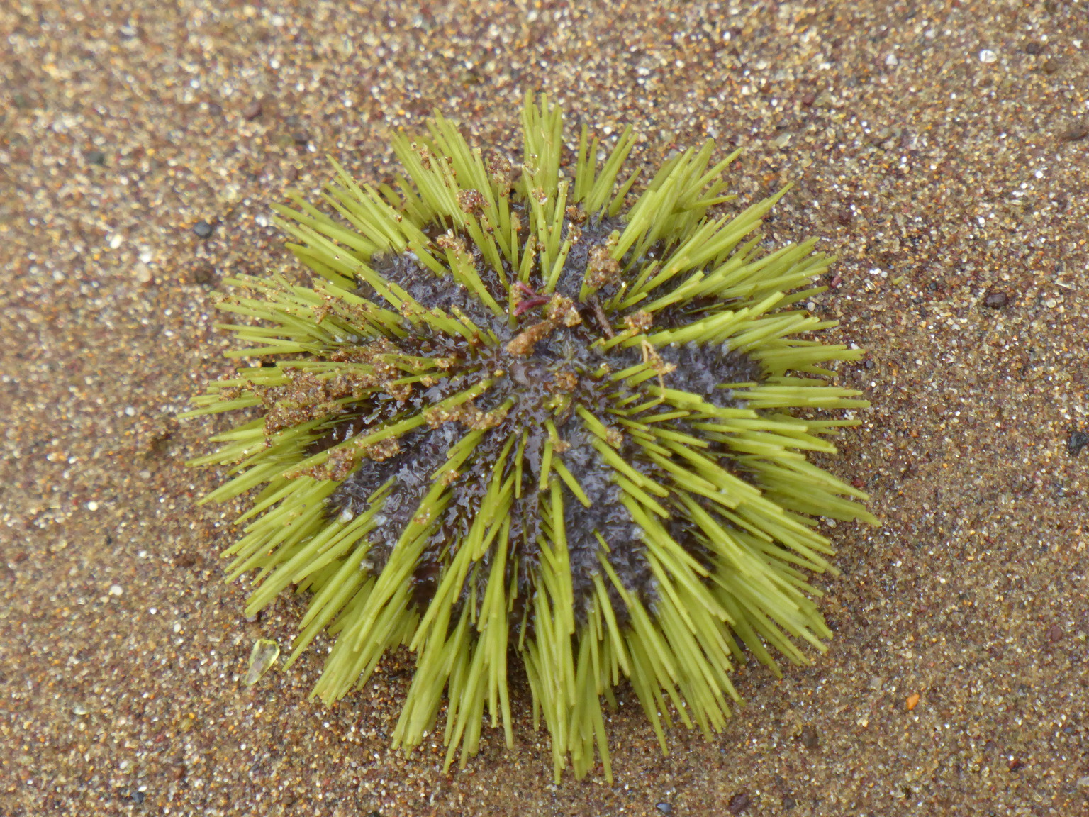 Green Sea Urchin.
