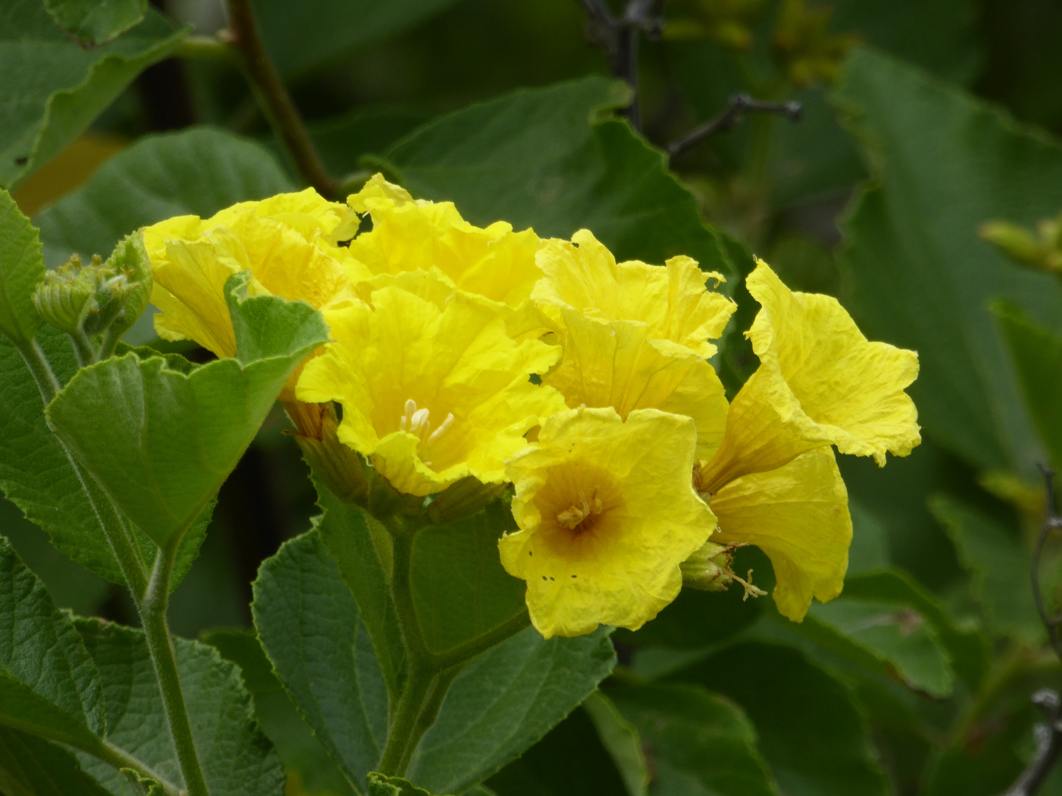 Yellow Geiger.