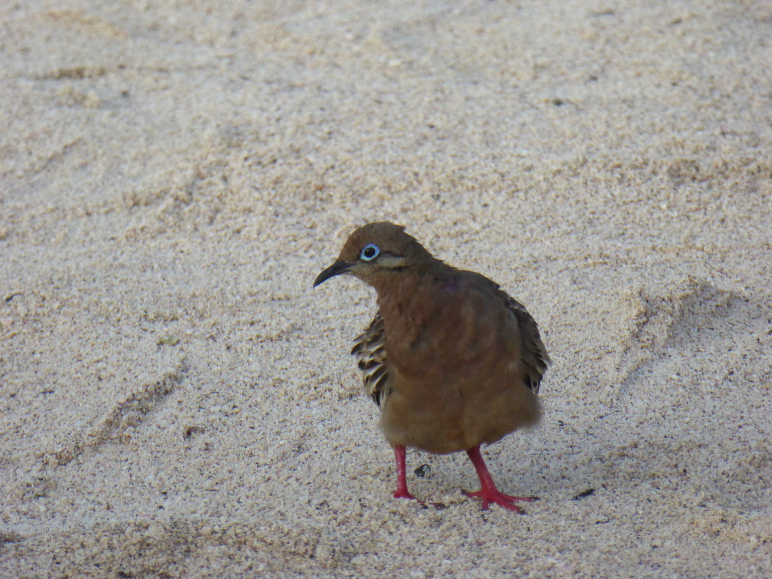 Galapagos Dove.